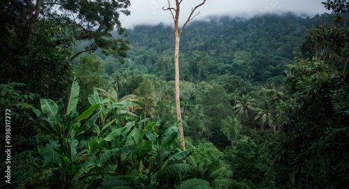 cloud forest mood with elephant ears leaves and rich jungle vegetation layering