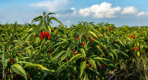 Sun-filled field with green plants bearing clusters of red chili peppers in various ripeness stages