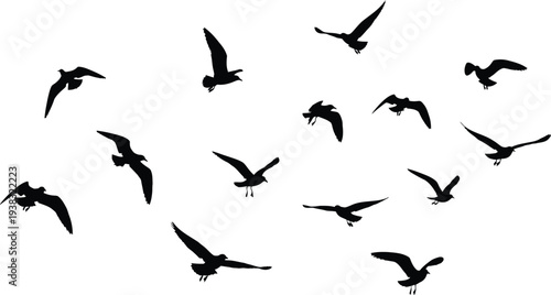 Flock of birds in flight on white background