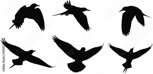 Silhouettes of birds in flight formation