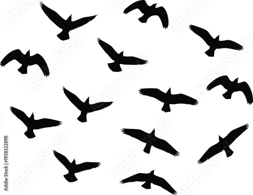 A flock of birds flying in a circular formation