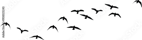 A flock of birds flying in a v formation