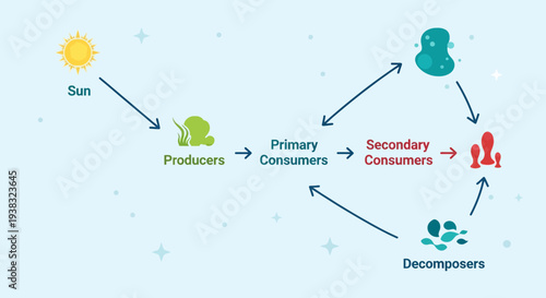 Food Chain Diagram Showing Energy Flow