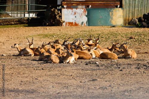 Gazelas de Cuvier (Gazella cuvieri) a descansar juntas em solo seco