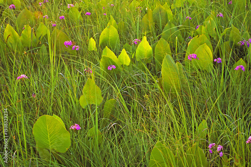 Photography Prairie dock, Silphium terebinthinaceum, and Prairie phlox, Phlox pilosa, in a M