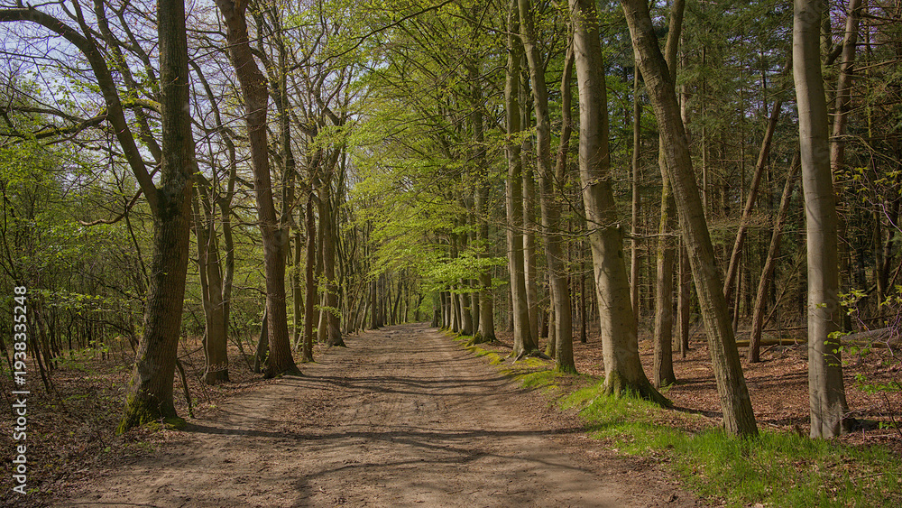 Fototapeta premium dirt road through a sunny spring forest in Lembeekse bossen nature reserve, Flanders, Belgium 