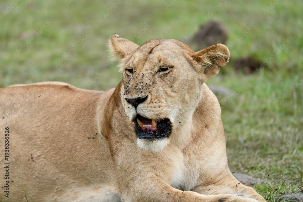 Obraz premium lionne fatiguée