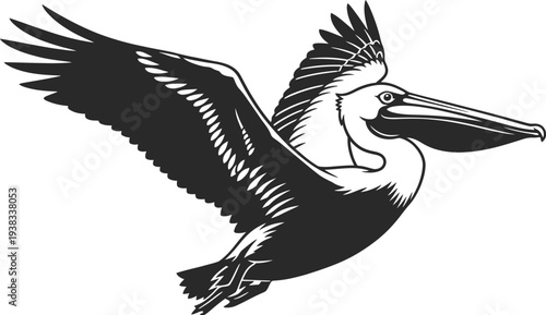 A pelican in flight with wings spread wide and feathers ruffled