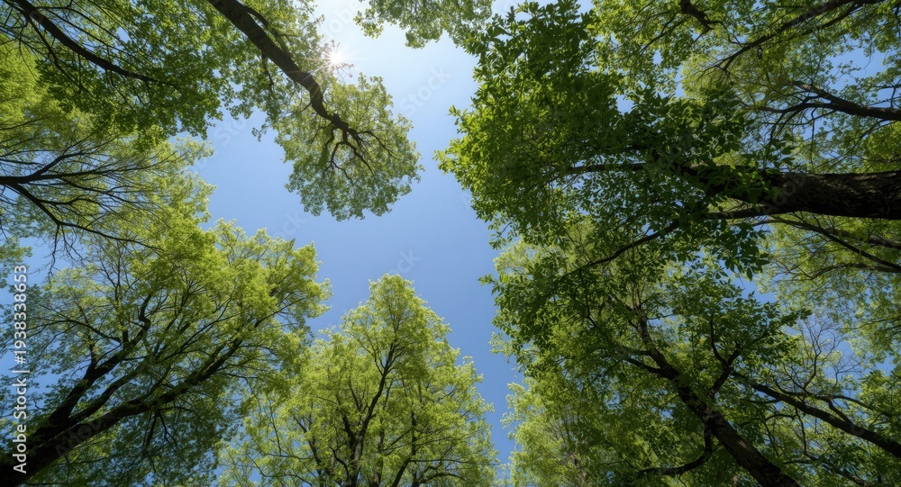 Obraz premium Birds eye perspective on lively green trees with a bright sky overhead