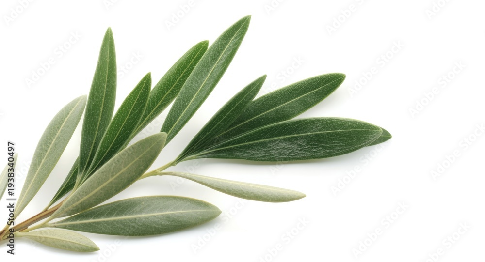 Obraz premium Close up of fresh olive branch with green leaves isolated on white background for natural health concepts