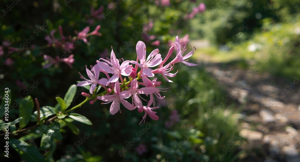 Fototapeta premium Close view of Diervilla lonicera blooming beside a sunlit trail in early summer