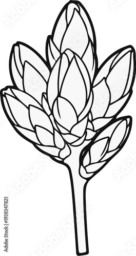 Line art drawing of an artichoke bud on a stem