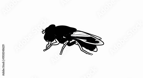 Black fly illustration on white background, side view, detailed