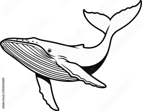 A stylized black and white line drawing of a humpback whale