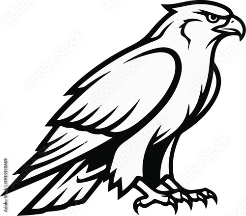 Sharp-eyed bird of prey, detailed black and white illustration