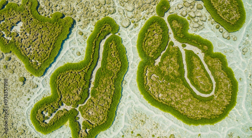 Wallpaper Mural Microscopic view of green algae on a textured surface with white outlines Torontodigital.ca