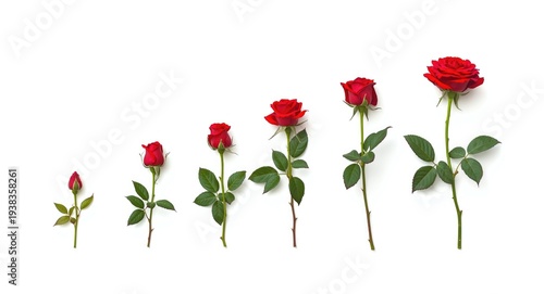 Artistic representation of rose flower growth phases with white background