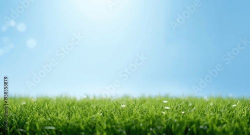 Diffused focus bottom angle of a flourishing green turf with tiny white floral accents and a smooth blue sky backdrop including copy space