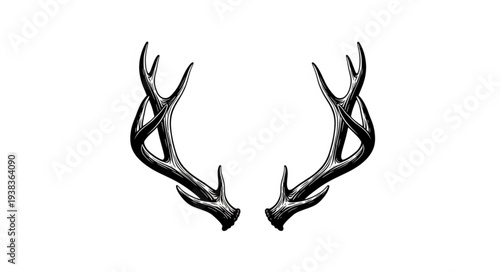 Intricate illustration of symmetrical deer antlers, a symbol of natures elegance and strength.