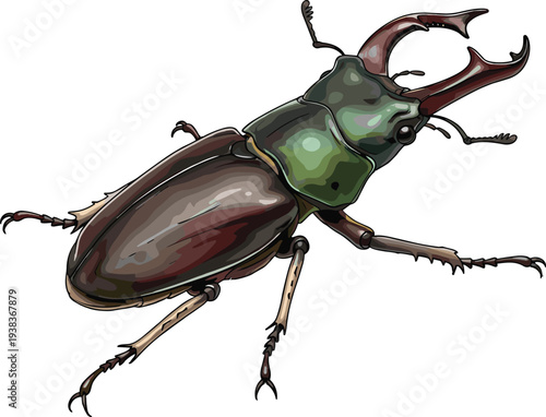 Vector illustration of a stag beetle with large mandibles isolated on white background, forest insect wildlife