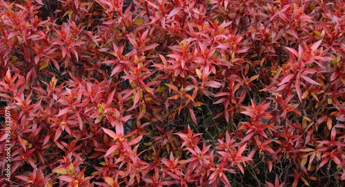 Coastal dog hobble and curly Leucothoe axilliaris showing vivid red autumn leaves