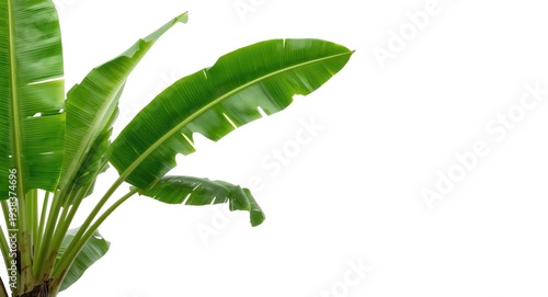 Banana tree isolated on whi...