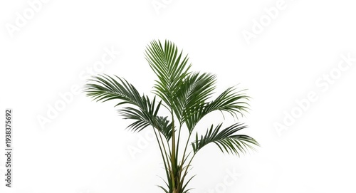 solitary tropical plant wit...