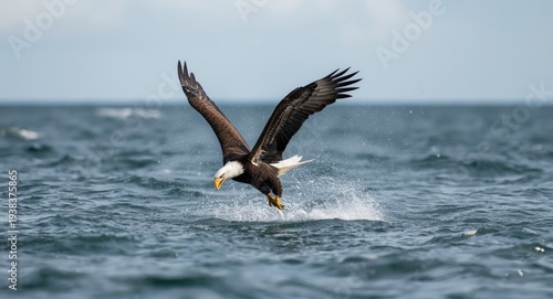 A magnificent bald eagle hovers then dives fast into ocean spray seeking a fish with intent