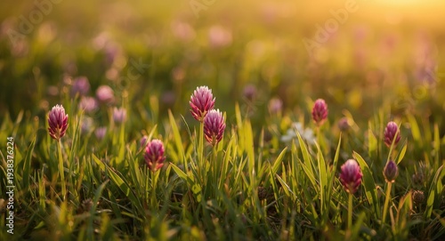 Bright pink clover flowers ...