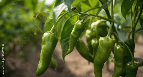 Close up view of fresh green chili peppers in natural farm setting