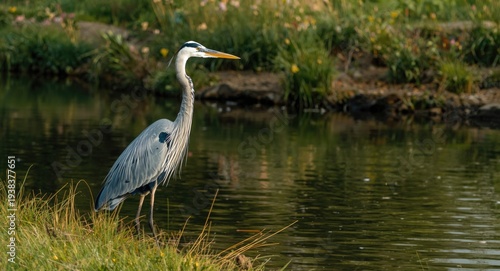 Blue heron with majestic po...