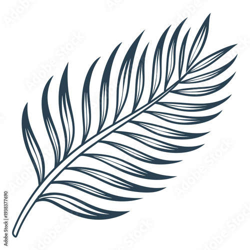 A detailed illustration of a single palm leaf with visible veins and texture Vector