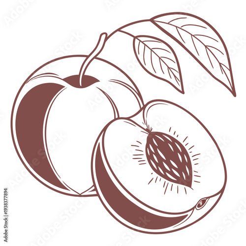 A detailed illustration of three ripe peaches with leaves on a white background Vector