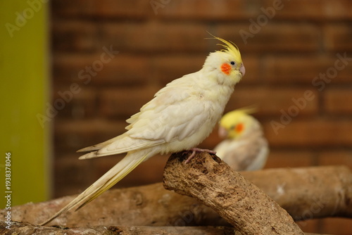 Bronzefallow Cockatiel - Close up detail of Cockatiel bird