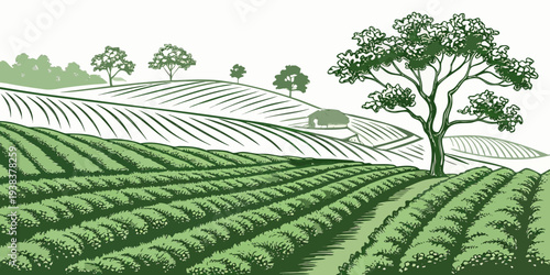 A serene landscape of rolling hills covered in lush green vineyards and dotted with trees. Vector