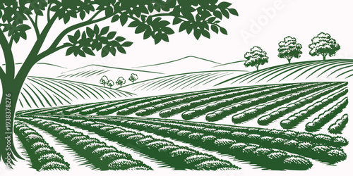 A serene landscape of a vast vineyard under a clear blue sky with a lone tree Vector