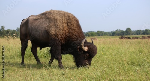 A proud buffalo grazing on ...
