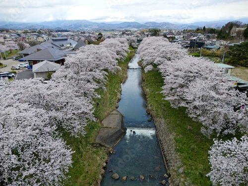 Wallpaper Mural Spring scenery of the amazing Sakura Namiki (cherry blossom trees in long rows) along the green grassy river banks of Fujita Gawa River, in Koriyama, Fukushima Prefecture, Tohoku Region, Japan. Torontodigital.ca