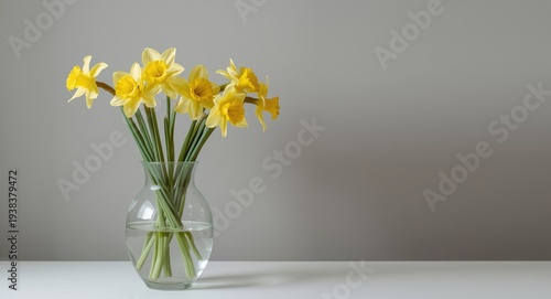 Delicate yellow daffodil st...