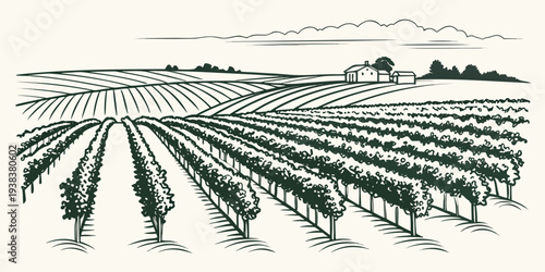 Aerial view of a vast agricultural field with rows of crops and a distant horizon Vector