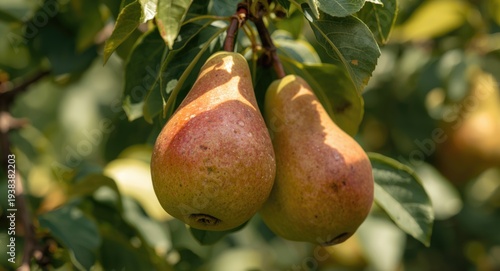 Close up focus on ripe orga...