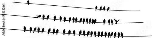 Minimalist silhouette birds sitting on power lines, flock resting on wire, simple nature wildlife scene isolated white background calm composition