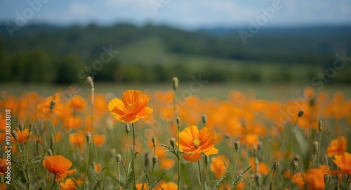 Bright orange poppy flowers...