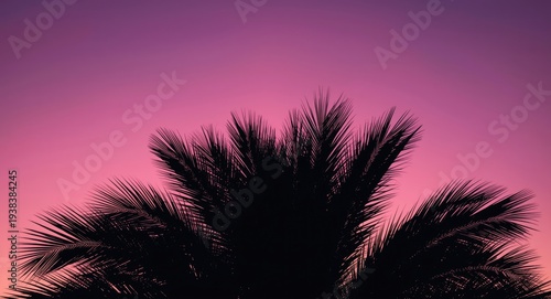 Dark palm tree outline agai...