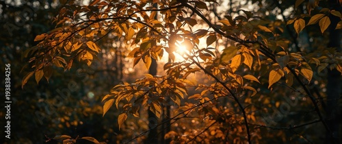 Early day light shining thr...