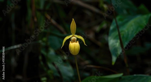 Beautiful Bulbophyllum siam...