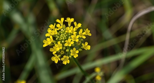 Bright yellow wild bittercr...