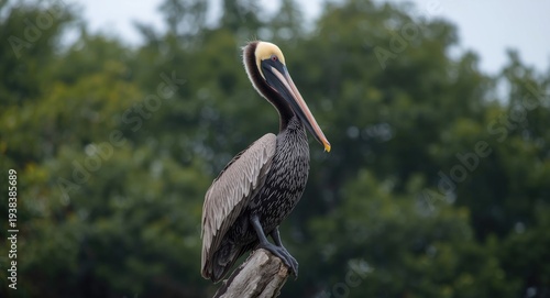 Curly pelican holding stead...
