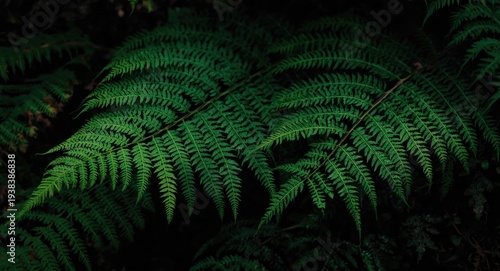 Emerald green Cyathea Austr...