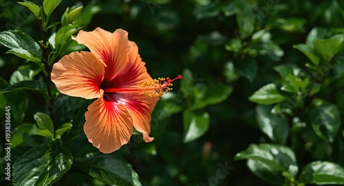Bright tropical hibiscus fl...
